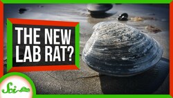 Bivalves Could Be the New Lab Rats Instructional Video
