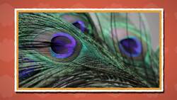 I WONDER - Why Are Peacock Feathers So Colourful? Instructional Video