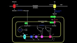 Exercise Physiology | Fatty Acid Metabolism Instructional Video