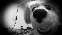 Flash: Dump Rats Instructional Video