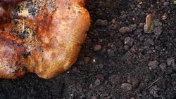 mushroom season autumn worm September hd footage Stock Footage