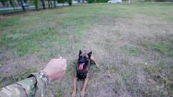 The dog performs a command to monitor his master's stick Stock Footage