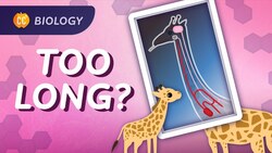 Intro to Evolution: What We Can Learn From a Giraffe's Neck: Crash Course Biology #11 Instructional Video