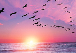 Migration Instructional Video