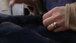 Fashion capital New York considers banning sale of fur News Clip