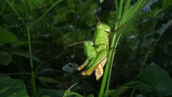 Grasshoppers are mating Stock Footage