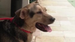 CLEAN : Rio's shelter aids in adoption of cats and dogs amid virus outbreak News Clip