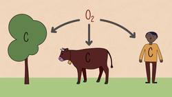 Photosynthesis & Respiration Instructional Video
