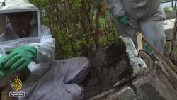 Bee population declining:Mexican company strives to protect hives News Clip