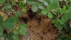 Black House Ant teamwork walking work in the nature Stock Footage