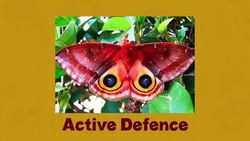 Insect Ecology Instructional Video