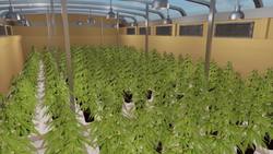 New York could earn millions by legalizing recreational marijuana Instructional Video