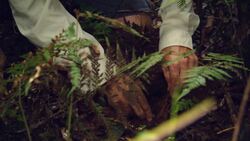 Rainforest Yams and Yugambeh Dance Instructional Video