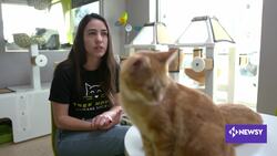 Cats Are Curtailing Chicago's Rat Problem News Clip