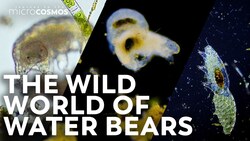 Tardigrades: The Surprisingly Sexy Ambassadors Of The Microcosmos | Compilation Instructional Video