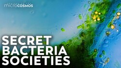 The Incredible World of Bacterial Communities Instructional Video