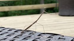 Praying Mantis vs. Fly Instructional Video