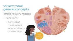 Medulla oblongata: Hypoglossal nerve level Instructional Video