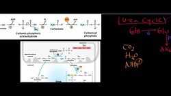 Urea Cycle 1 Instructional Video