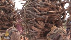 Severe drought and climate change threaten Kenyans’ livelihoods News Clip