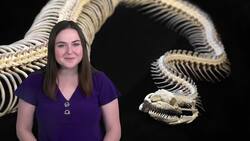 The Intricate Biology of Snakes: A Detailed Exploration Instructional Video