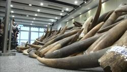 $9M U.S. in illegal ivory tusks seized in Hong Kong News Clip