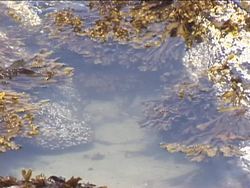 Exploring Marine Biomes: Video Assessment Instructional Video