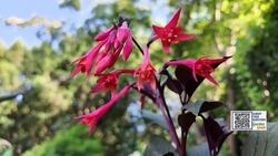 Garden Guide: These are NOT your typical summer annuals News Clip