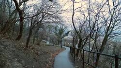 Empty park road with bare trees and spooky moody environment. Cold winter season mood Stock Footage