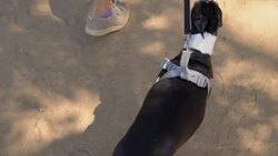 slow motion POV of female walking her italian greyhound dog Stock Footage