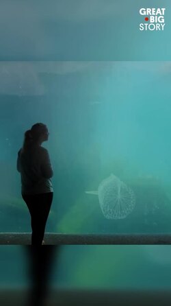 Sea lions inspire engineering innovations in underwater robotics	 Instructional Video