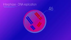 Understanding Meiosis: The Key to Genetic Diversity Instructional Video