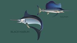 "The Black Marlin: Fastest Fish in the Ocean? Instructional Video