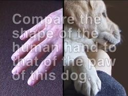 Magnificent Mammals: Mammalian Structures Instructional Video