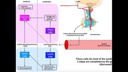 Specific Hormones | Functions of FSH and LH [Gonadotropins] Instructional Video