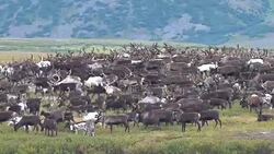 Herd of Reindeer Grazing in Tundra Stock Footage