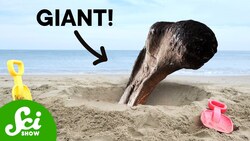 The Biggest Marine Reptile Ever (Was Found By An 11 Year Old) Instructional Video