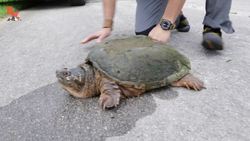 STOP! Save this Turtle? Instructional Video
