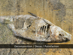 Decomposition Instructional Video