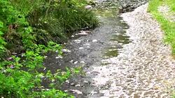 Cherry Blossom aka Sakura Leaf Falling on the Ground in the water in Tokyo Japan Stock Footage