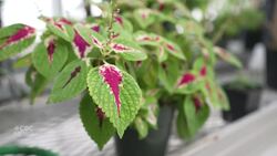 Why are plants leaking water when it gets too hot? News Clip