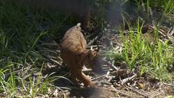 Meet the Sumatran Tiger Cubs, Thomas and Conrad Instructional Video