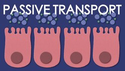 Passive transport: diffusion and osmosis Instructional Video