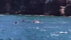 VOICED : Colonia de lobos marinos se resiste al retroceso de su especie en México News Clip