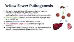 Yellow Fever | Pathogenesis (mosquitoes, virus), Signs & Symptoms, Diagnosis and Treatment Instructional Video