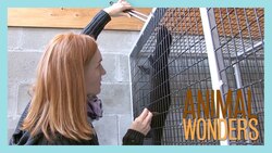 Rabies Scare Instructional Video