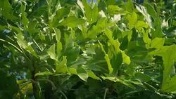 Tropical Plants On Windy Day Stock Footage