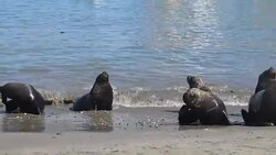 Sea lions at a beach Stock Footage
