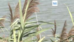 Farmers call for government action as severe drought in Serbia forces early harvests Instructional Video