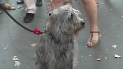 CLEAN : Anti-pesticide campaigners lobby French government after gathering more than 1.1 million signatures News Clip